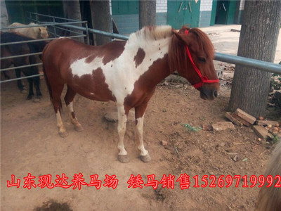 探尋滁州正規(guī)養(yǎng)馬場 馬匹價格與婚慶旅游用馬購買指南